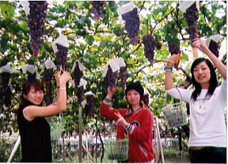 5-grape-01.jpg