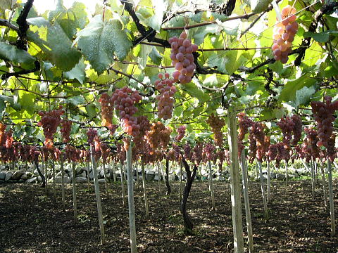 grape-007.jpg