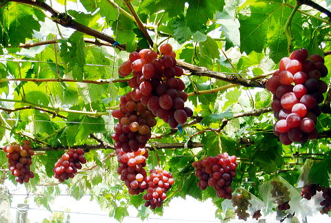 grape-kaiji02.jpg