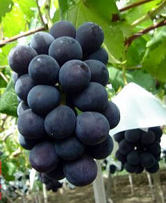 grape-pio02.jpg